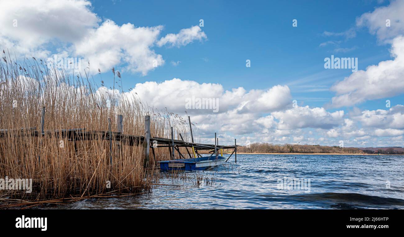 Kleines Ruderboot im Schilfrohr am Selliner See, Ruegen, Mecklenburg-Vorpommern, Deutschland Banque D'Images