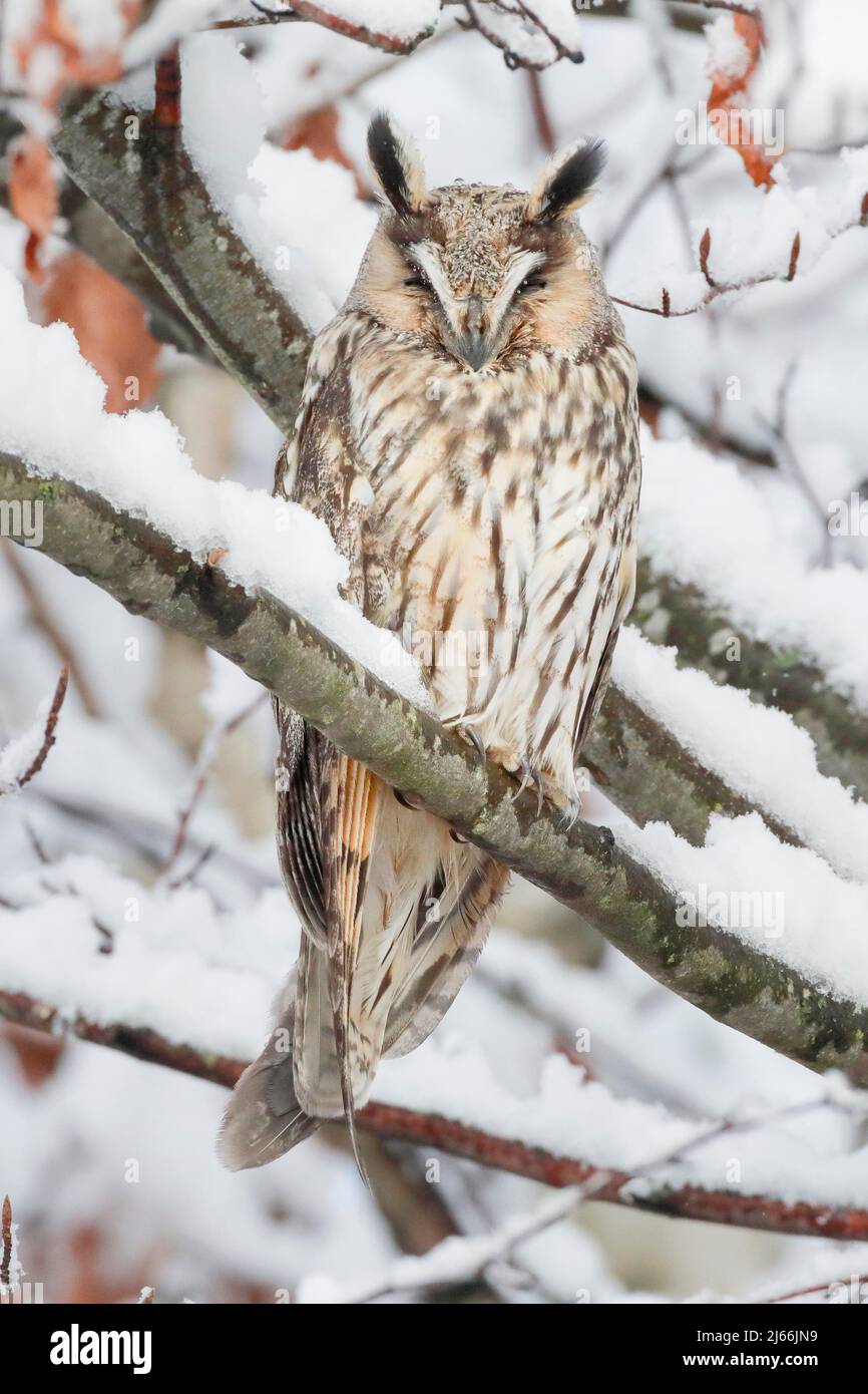 Eine Waldohreule sitzt schlafend auf einem AST in tief verschneiter Buche, Kanton Zuerich, Schweiz Banque D'Images