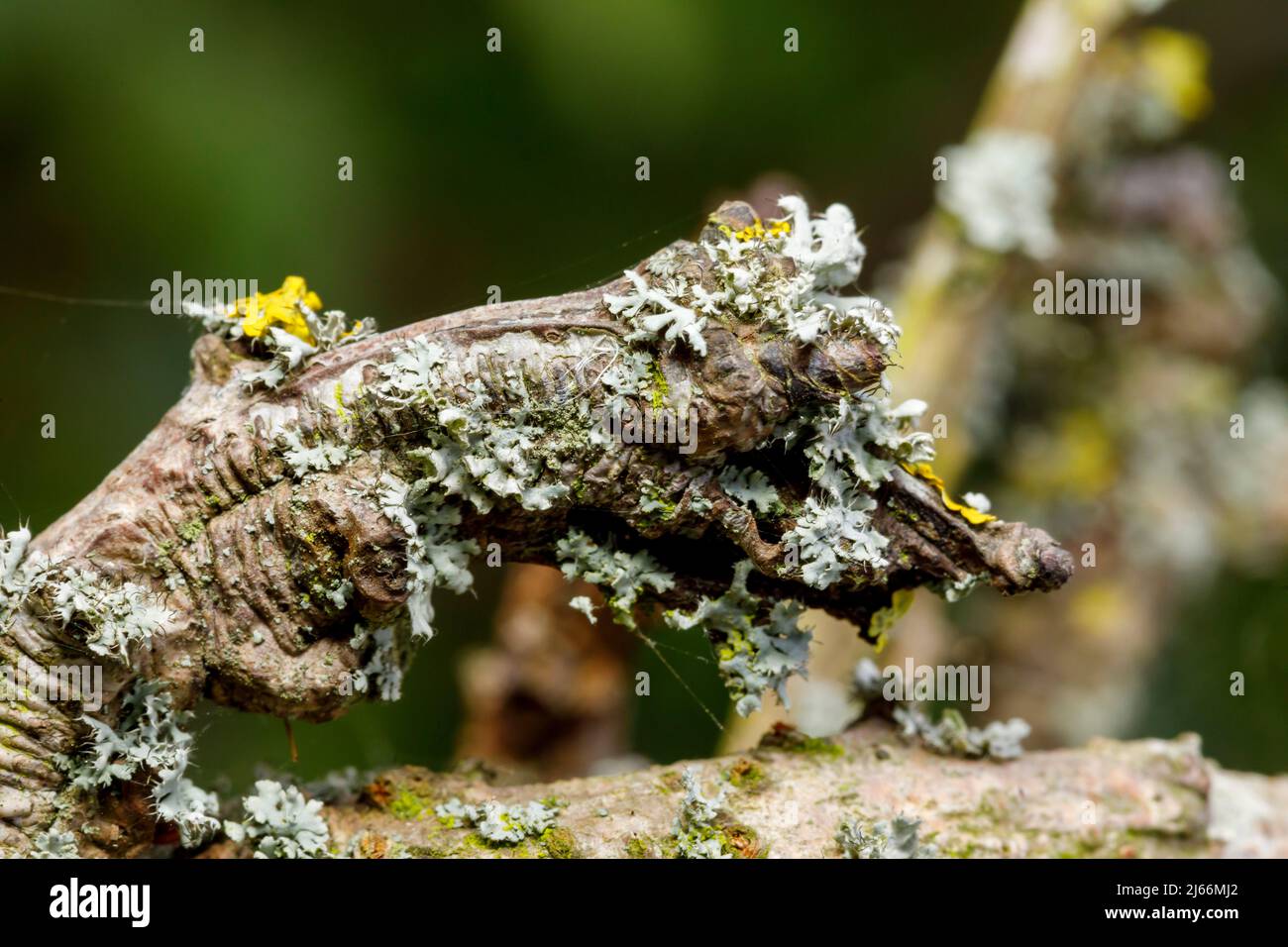 Lichen Physcia adscendens poussant sur un vieux arbre, Sussex, Royaume-Uni Banque D'Images Lichen Physcia adscendens poussant sur un vieux arbre, Sussex, Royaume-Uni Banque D'Images