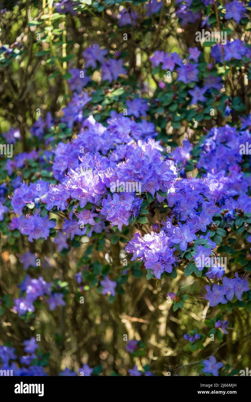 Oiseau Chanteur Dans Les Fleurs Banque d'image et photos - Alamy