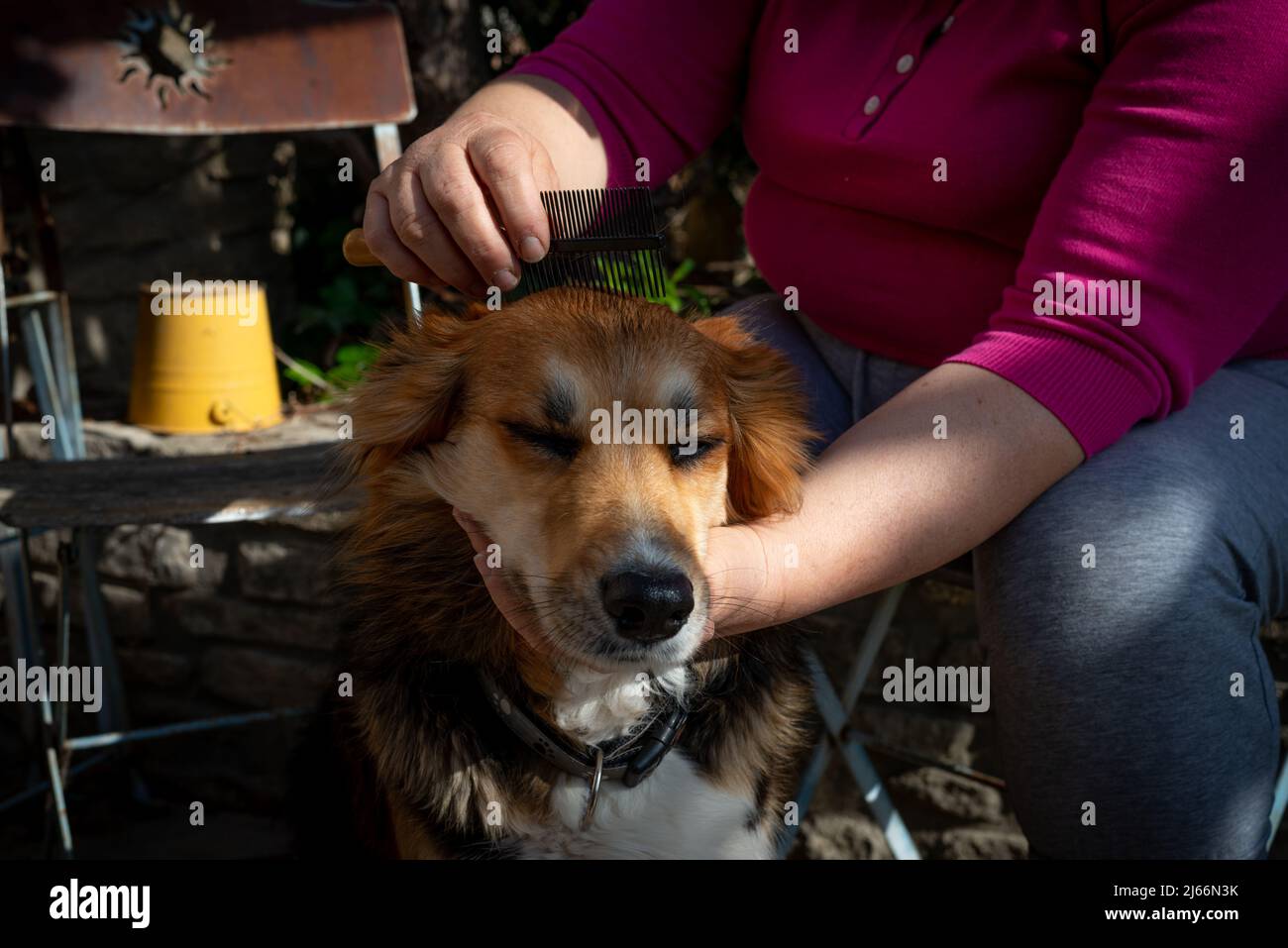 femme toilettant son chien à la maison dans le jardin . soins aux animaux . Banque D'Images