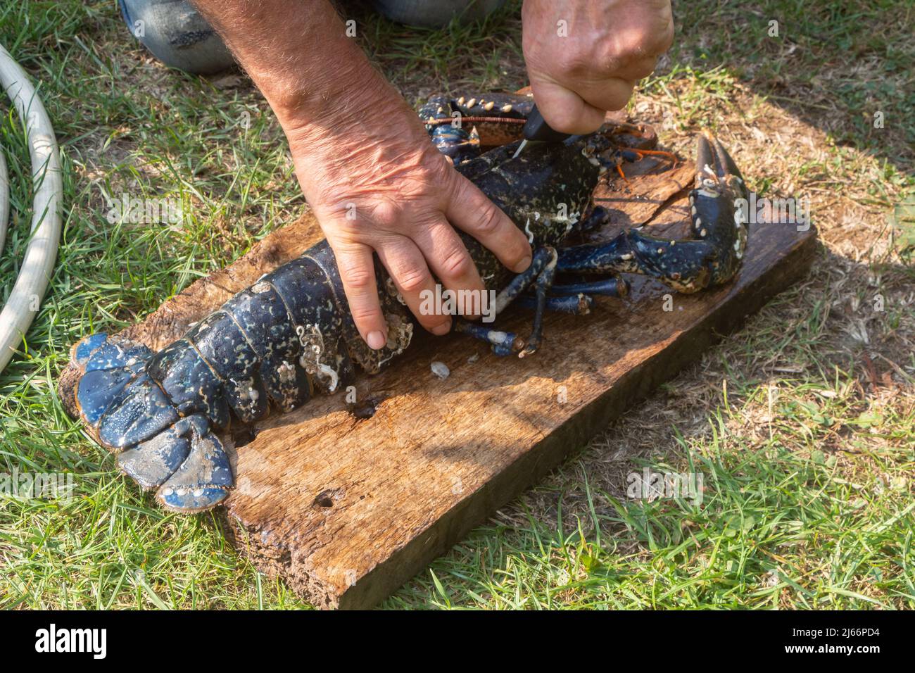 Pêcheur nettoyant un homard breton avant du cuisiner Banque D'Images