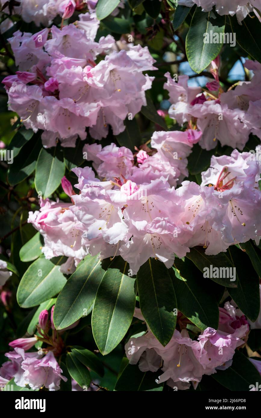 Rhododendron 'Loderi Venus' Banque D'Images
