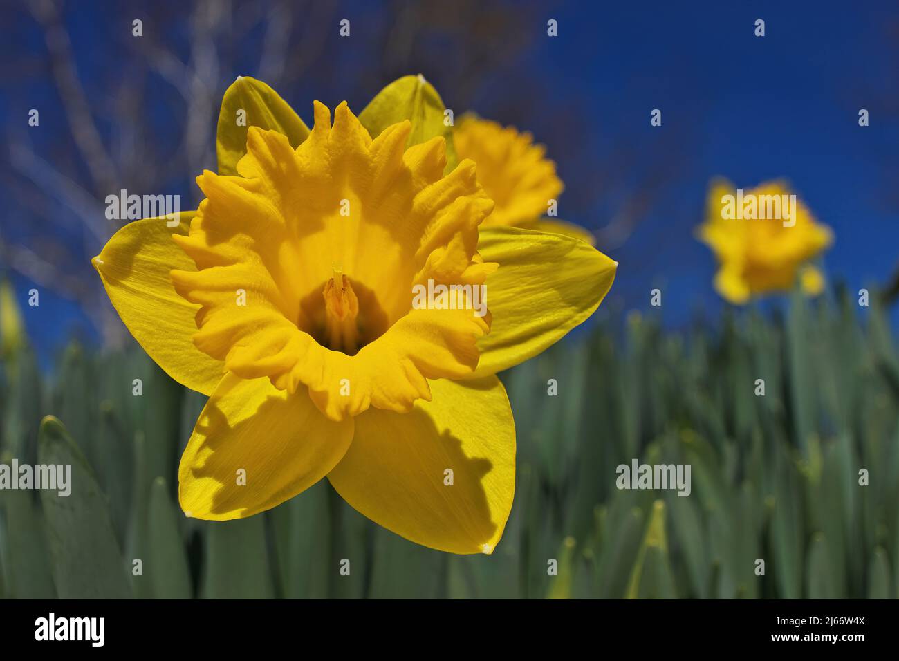 Vue rapprochée spectaculaire de jonquilles jaune vif dans le jardin lors d'une Journée du ciel bleu ensoleillé Banque D'Images