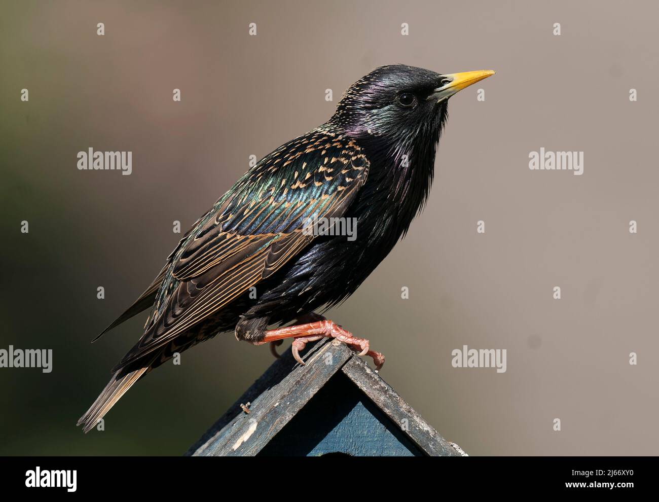 Démarrage sur une cabane à oiseaux Banque D'Images