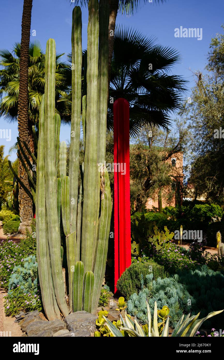 Usine de Vera d'aloès avec fleurs au Maroc, Marrakech Banque D'Images