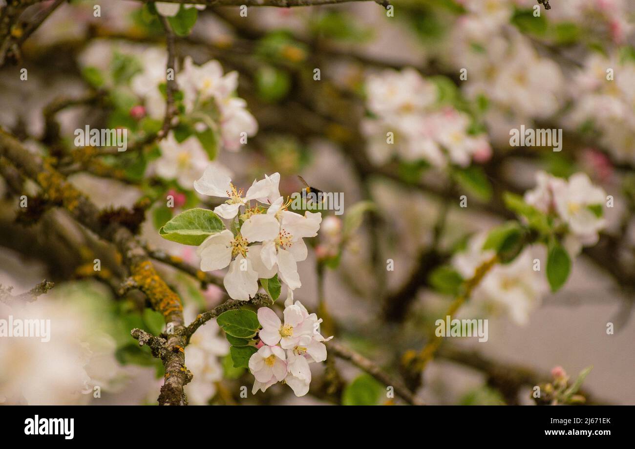 Une abeille s'approche d'une fleur de pomme pour recueillir le pollen Banque D'Images