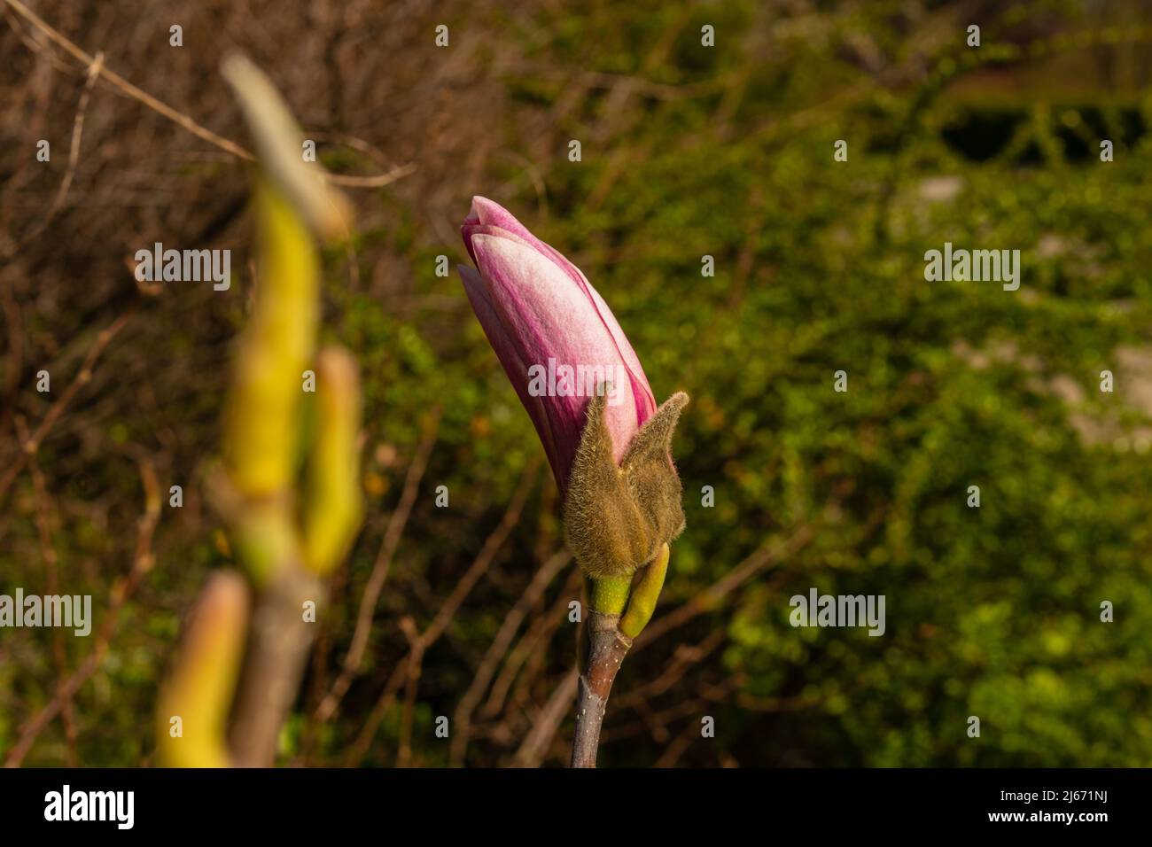 De magnifiques fleurs de magnolia au printemps. Fleur de magnolia rose Jentle . Décor floral romantique Banque D'Images