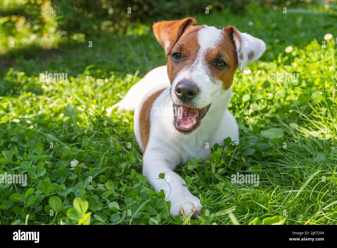 Joyeux chien actif dans l'herbe de printemps fraîche par beau temps. Jack Russell terrier et Spring.magnifique chien Jack russell terrier Banque D'Images