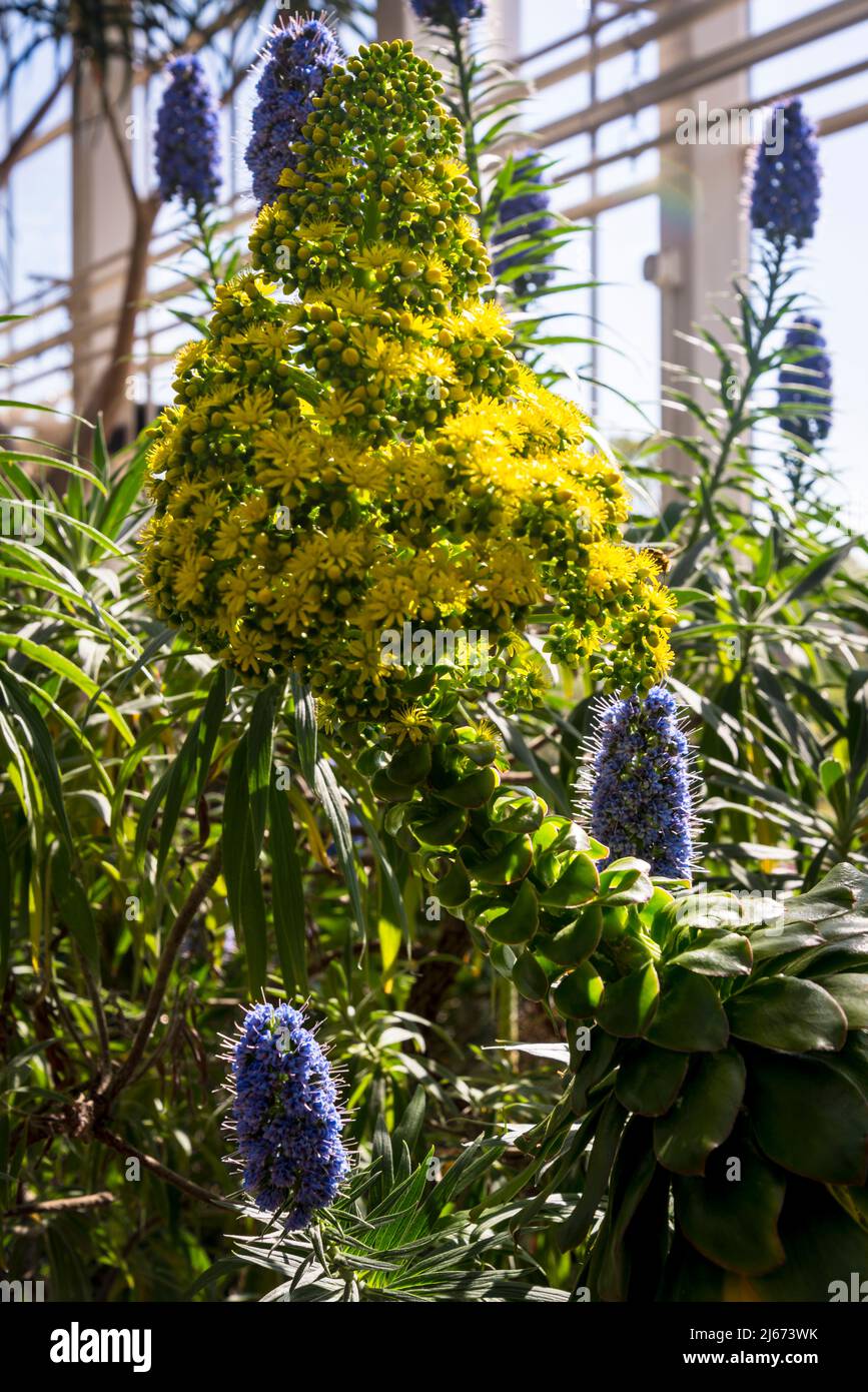 Fleur Aeonium undulatum entouré de bleu Pride of Madeira, Echium candicans Banque D'Images