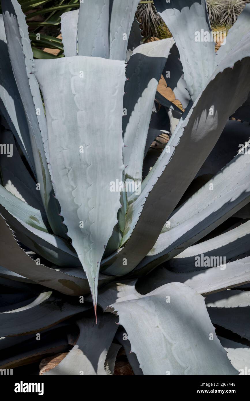 Plante d’agave Banque D'Images