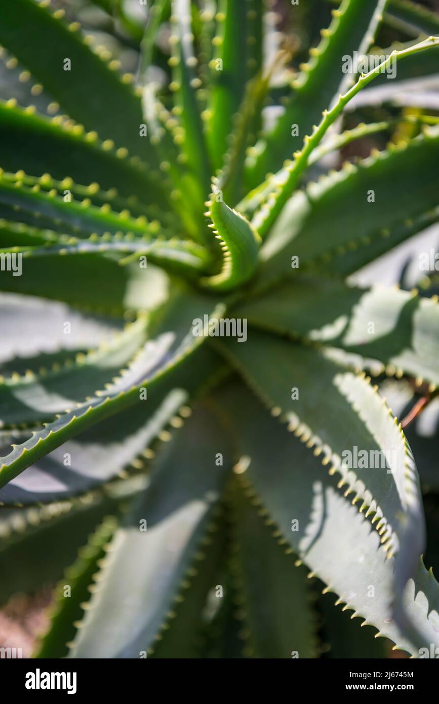 Aloe arborescens à fleurs jaunes Banque D'Images