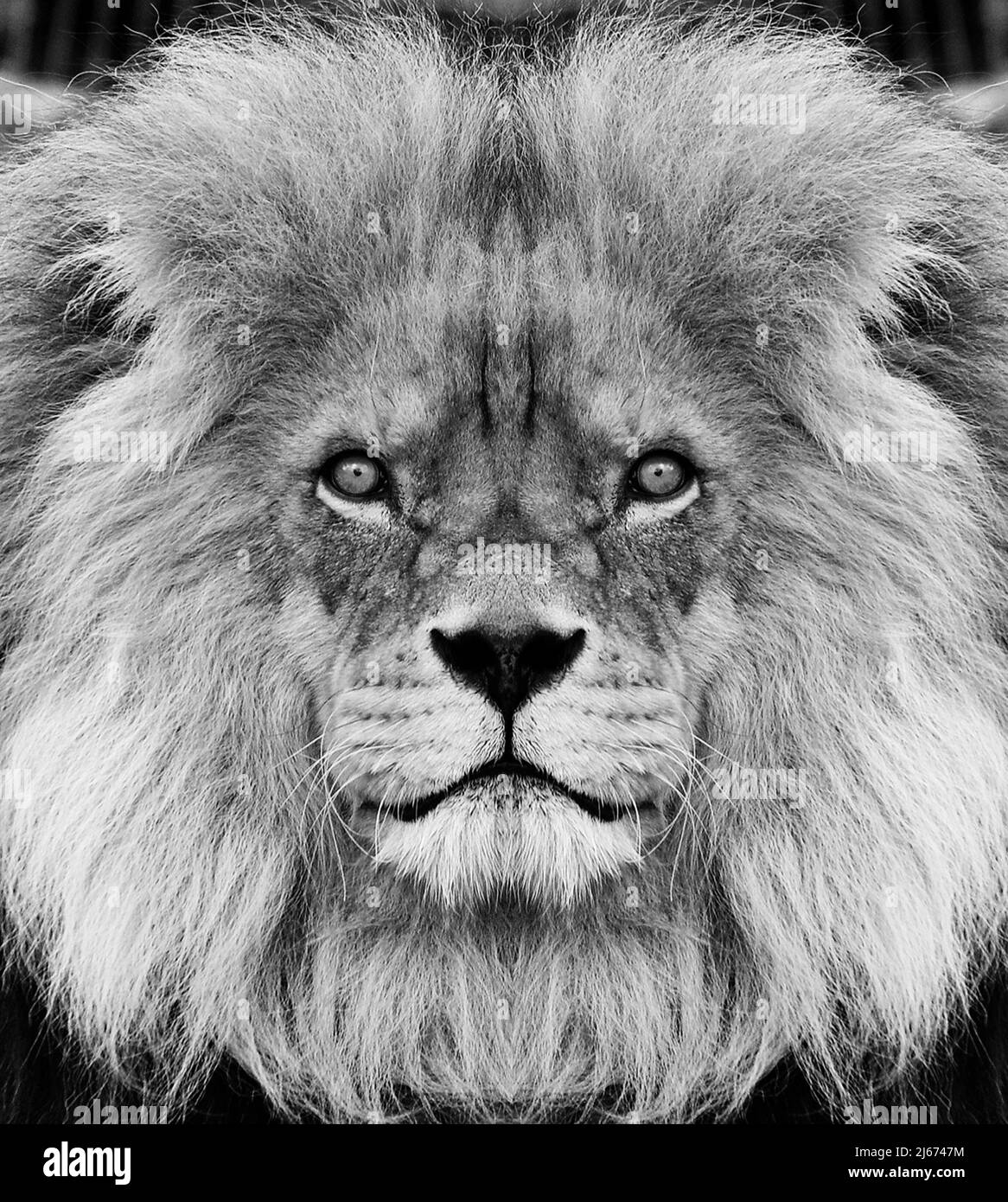 Portrait de la belle lionine africaine noir et blanc Banque D'Images