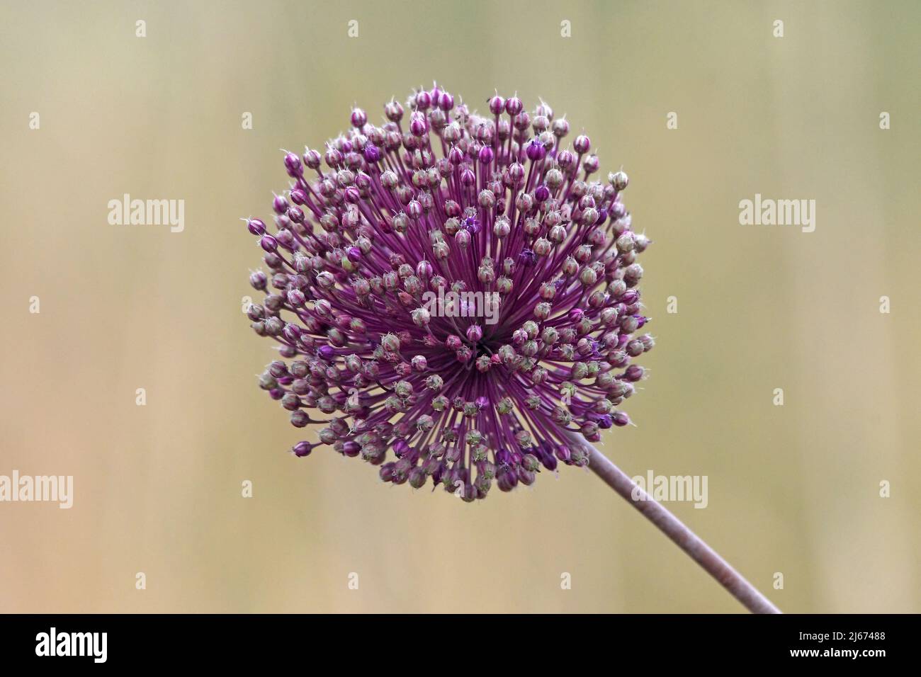 Leek sauvage, Allium amppelloprasum, fleurs Banque D'Images