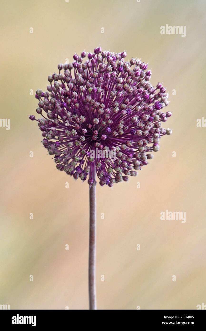 Leek sauvage, Allium amppelloprasum, fleurs Banque D'Images