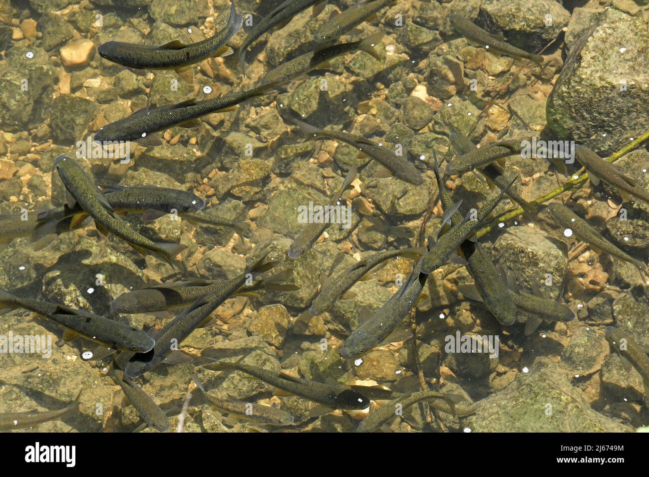 Truite - école de poisson dans un ruisseau Banque D'Images
