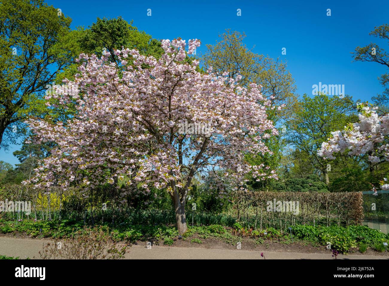 Cerisier fleuri avec grandes fleurs blanches parfumées et feuilles de cuivre contrastées, Prunus 'Fugenzo' Banque D'Images