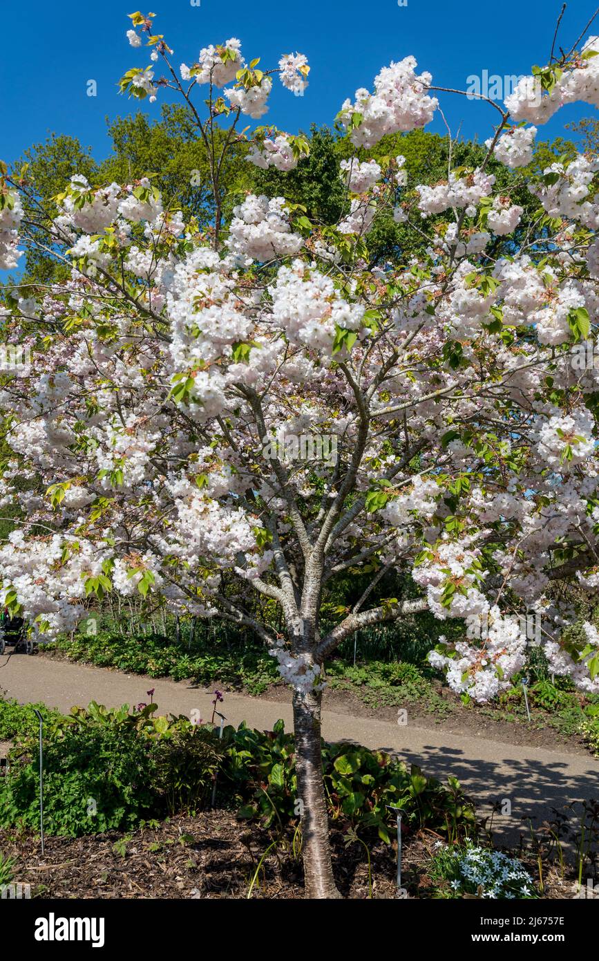 Cerisier fleuri, Prunus 'Shogetsu' Banque D'Images