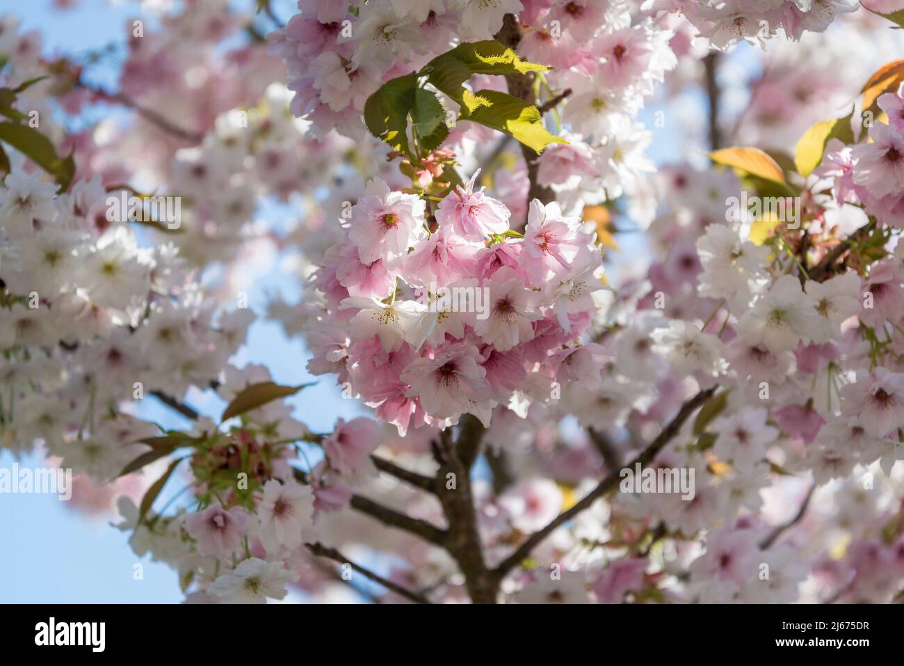 Cerisier fleuri, Prunus 'Shhizuka' Banque D'Images