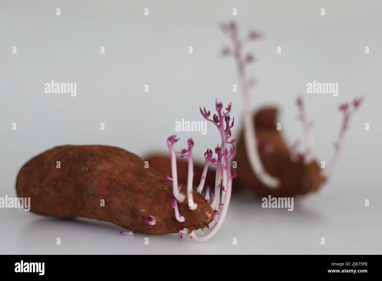 Patate douce germé. La patate douce ou la patate douce est une plante — free download