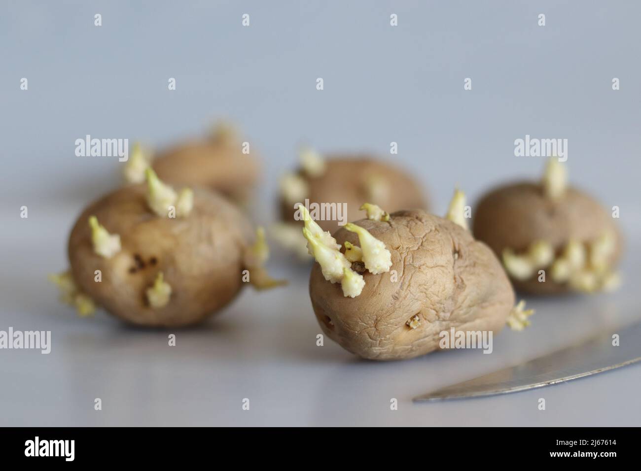 Pomme de terre germé. C'est un tubercule étoilé de la plante Solanum tuberosum et est un légume racine des Amériques. C'est une vivace dans le famil de nuit Banque D'Images