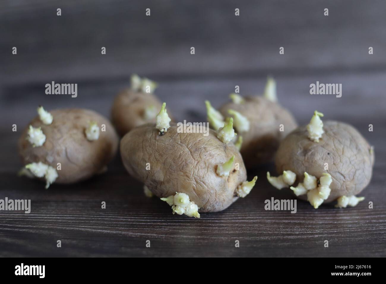 Pomme de terre germé. C'est un tubercule étoilé de la plante Solanum tuberosum et est un légume racine des Amériques. C'est une vivace dans le famil de nuit Banque D'Images