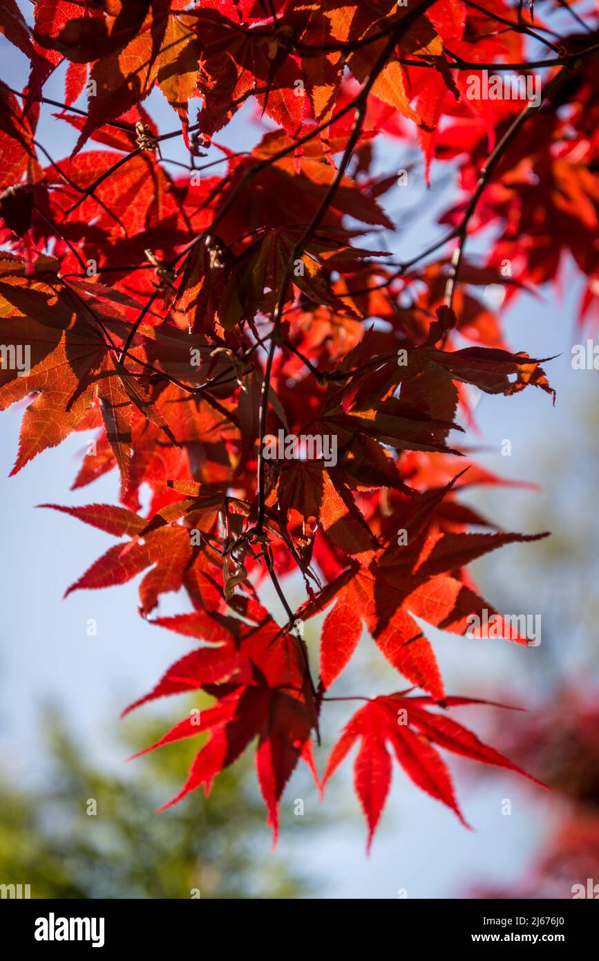 Acer palmatum 'Burgundy Lace', érable japonais Banque D'Images