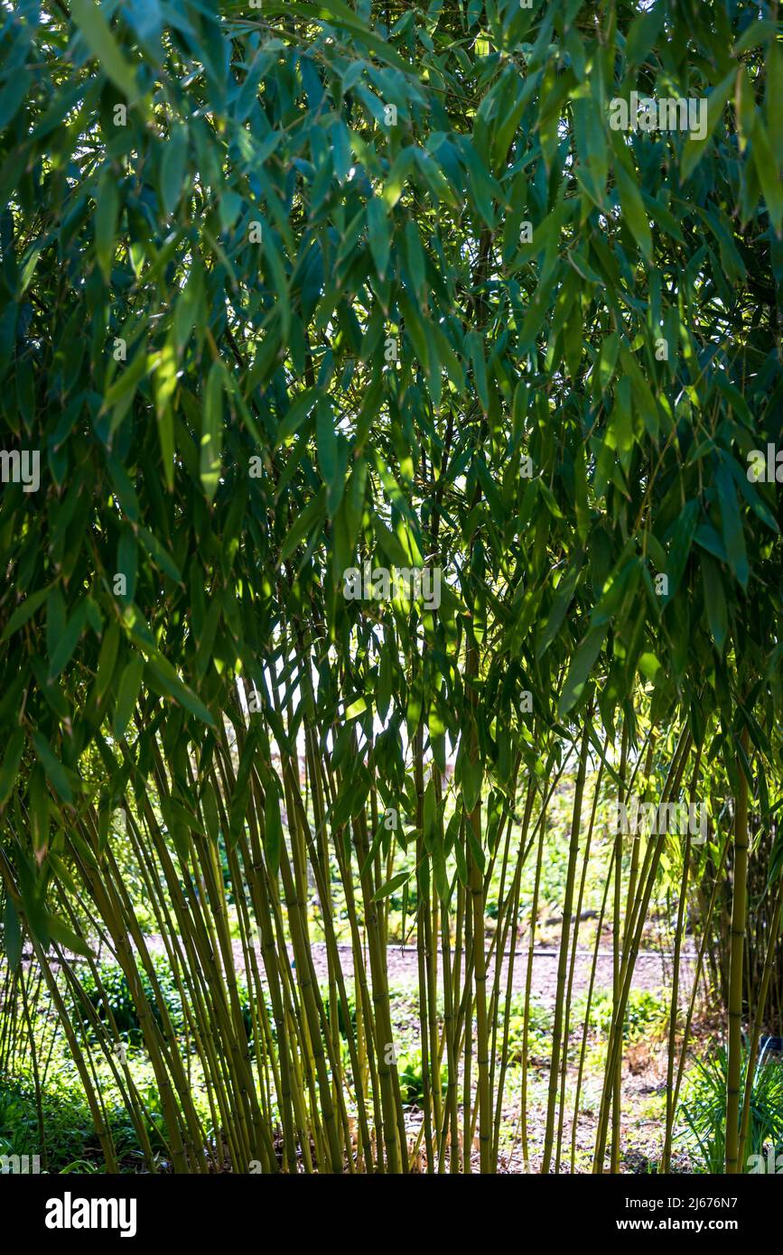 Phyllostachys viridiglacescens bambou Banque D'Images