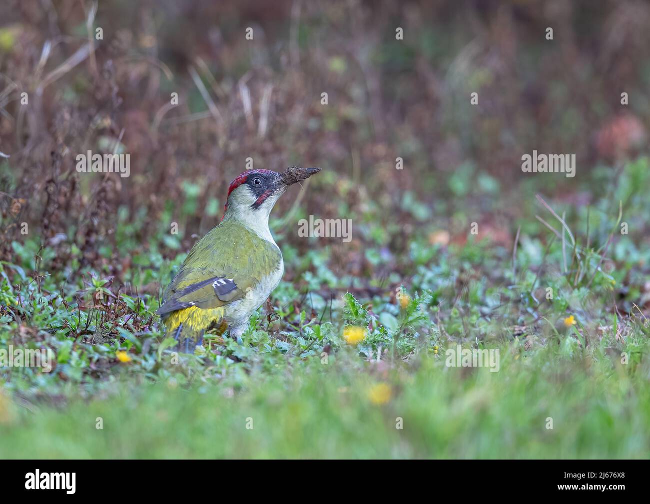 Gros plan d'un pic vert coloré dans le verger. Son bec couvrait la boue d'iin de la recherche de nourriture dans la pluie . Suffolk. ROYAUME-UNI Banque D'Images