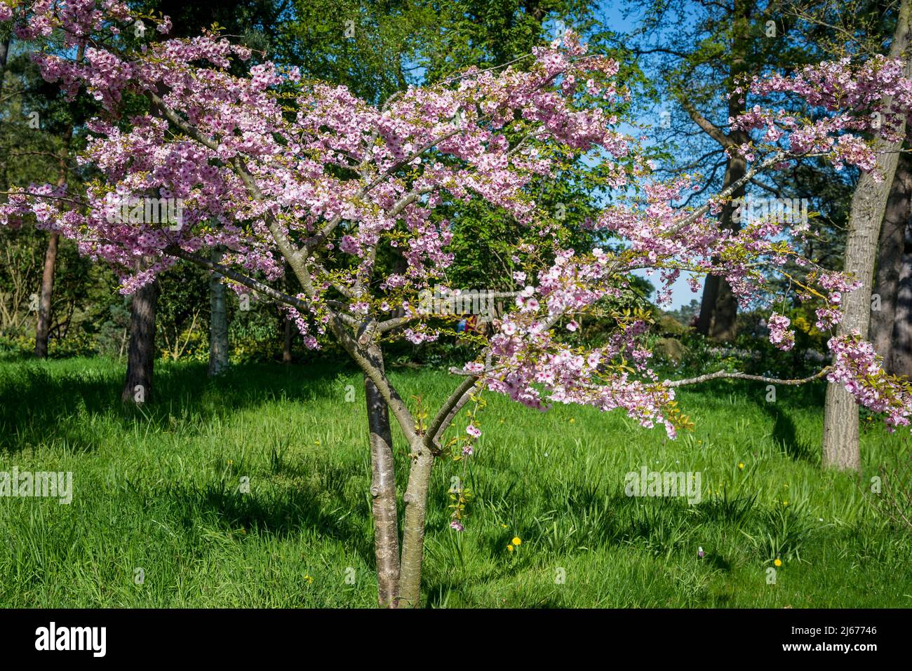 Cerisier fleuri, Prunus 'Pink Ballerina' Banque D'Images