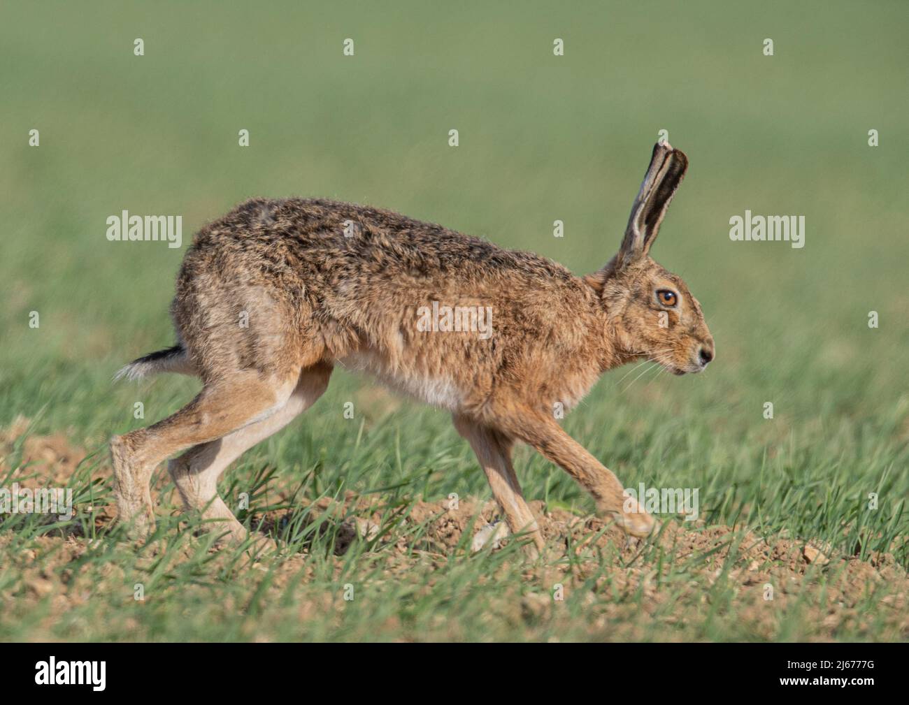 Photo plein écran d'un lièvre brun classique en mouvement à travers l'orge de printemps . Suffolk. ROYAUME-UNI Banque D'Images