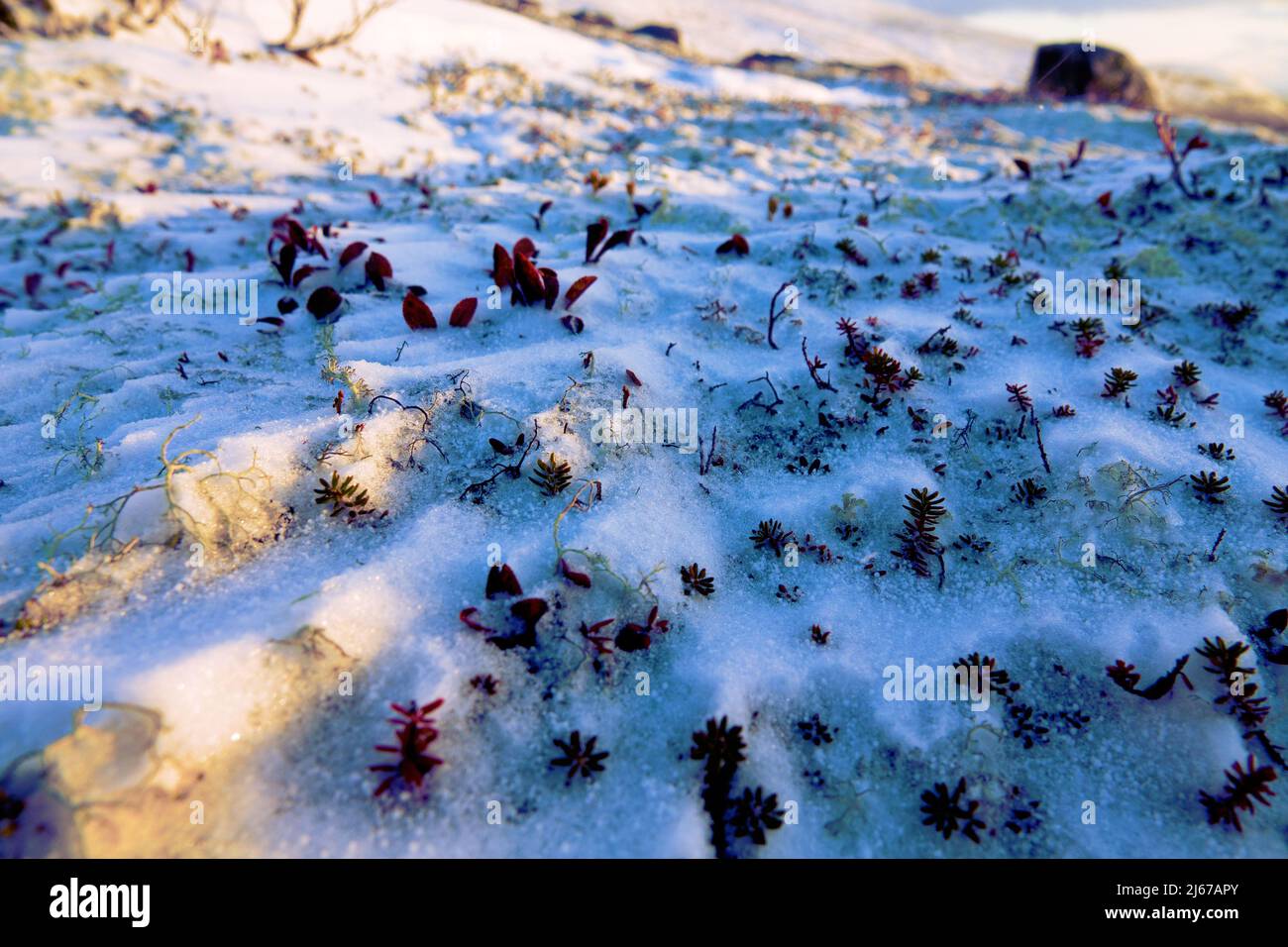 Toundra d'hiver, la première neige (blanc). La berge (Arctostaphylos uva-ursi), les feuilles de corbeau et de lichen sortent sous la neige. Banque D'Images