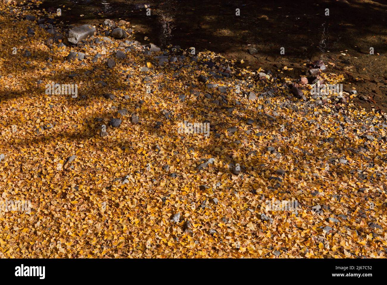 Tapis de feuilles de ginko en automne près de Mt. Takao, Japon Banque D'Images