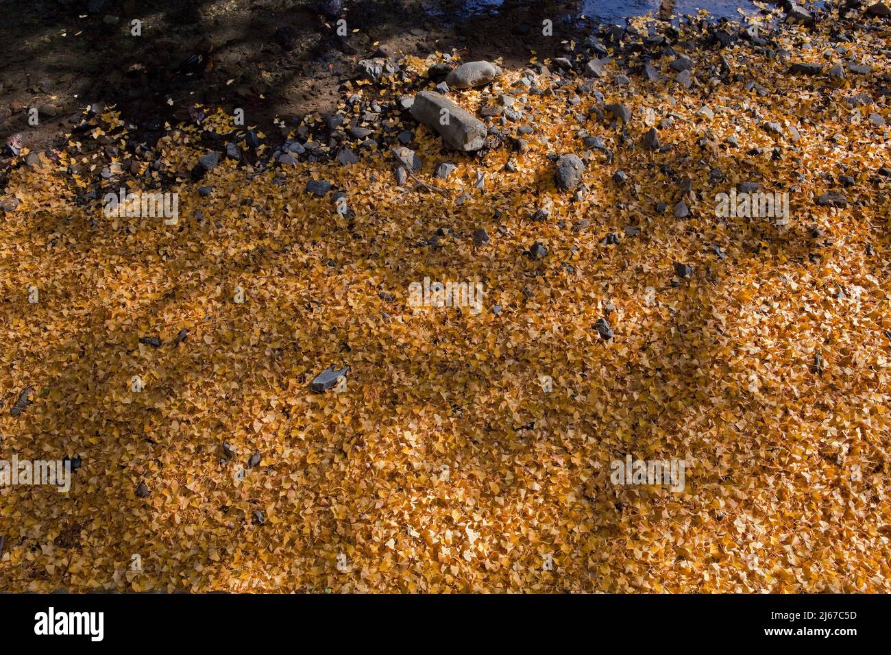 Tapis de feuilles de ginko en automne près de Mt. Takao, Japon Banque D'Images