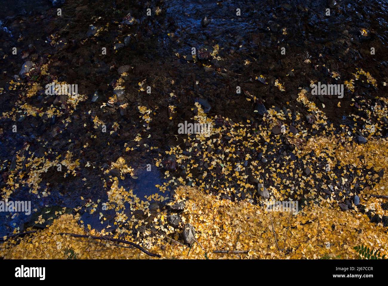 Tapis de feuilles de ginko en automne près de Mt. Takao, Japon Banque D'Images