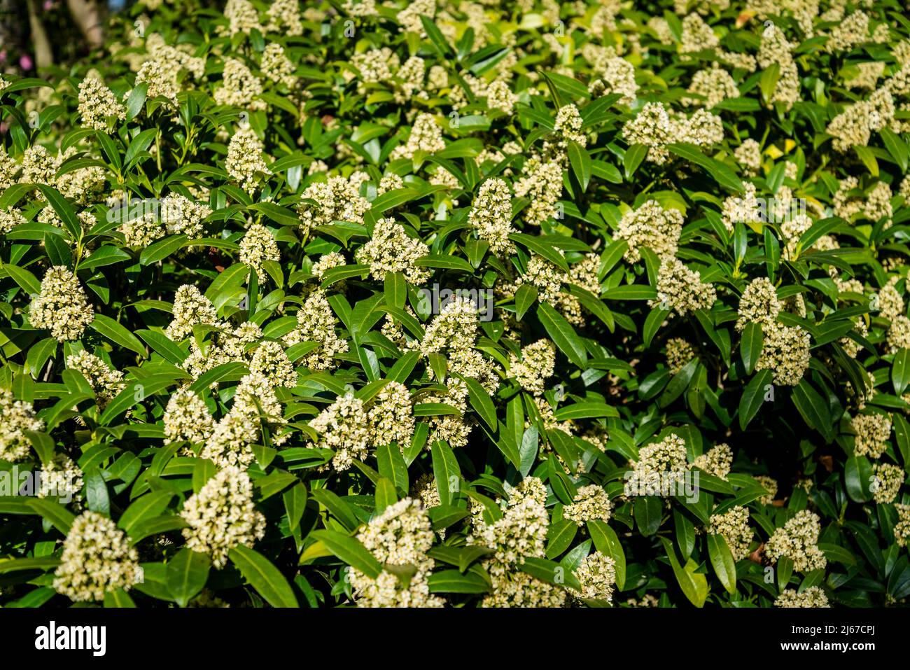 Skimmia × condusa 'Kew Green' (homme) Banque D'Images