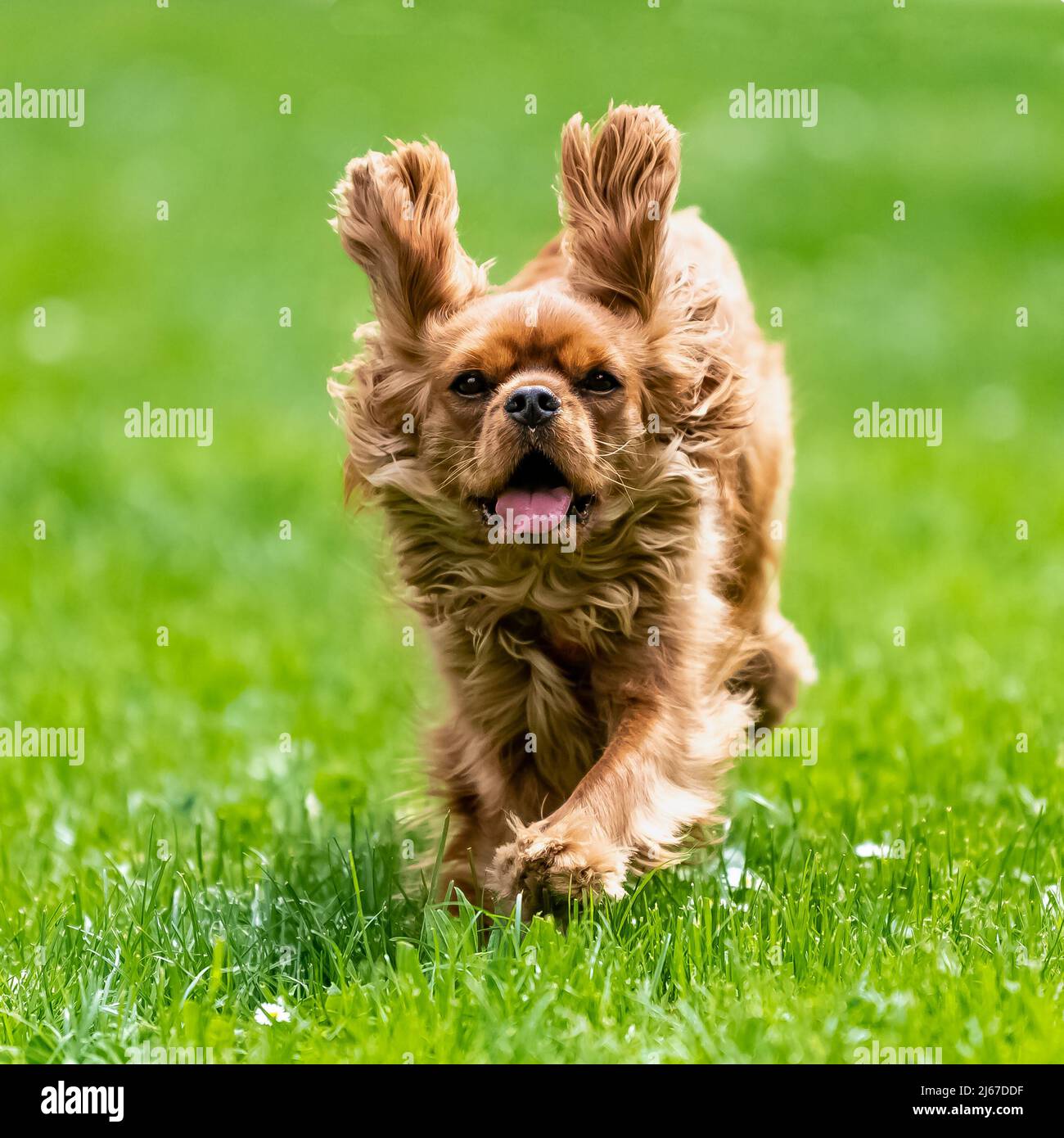 Un chien cavalier roi charles, un chiot rubis courant dans la nature Banque D'Images