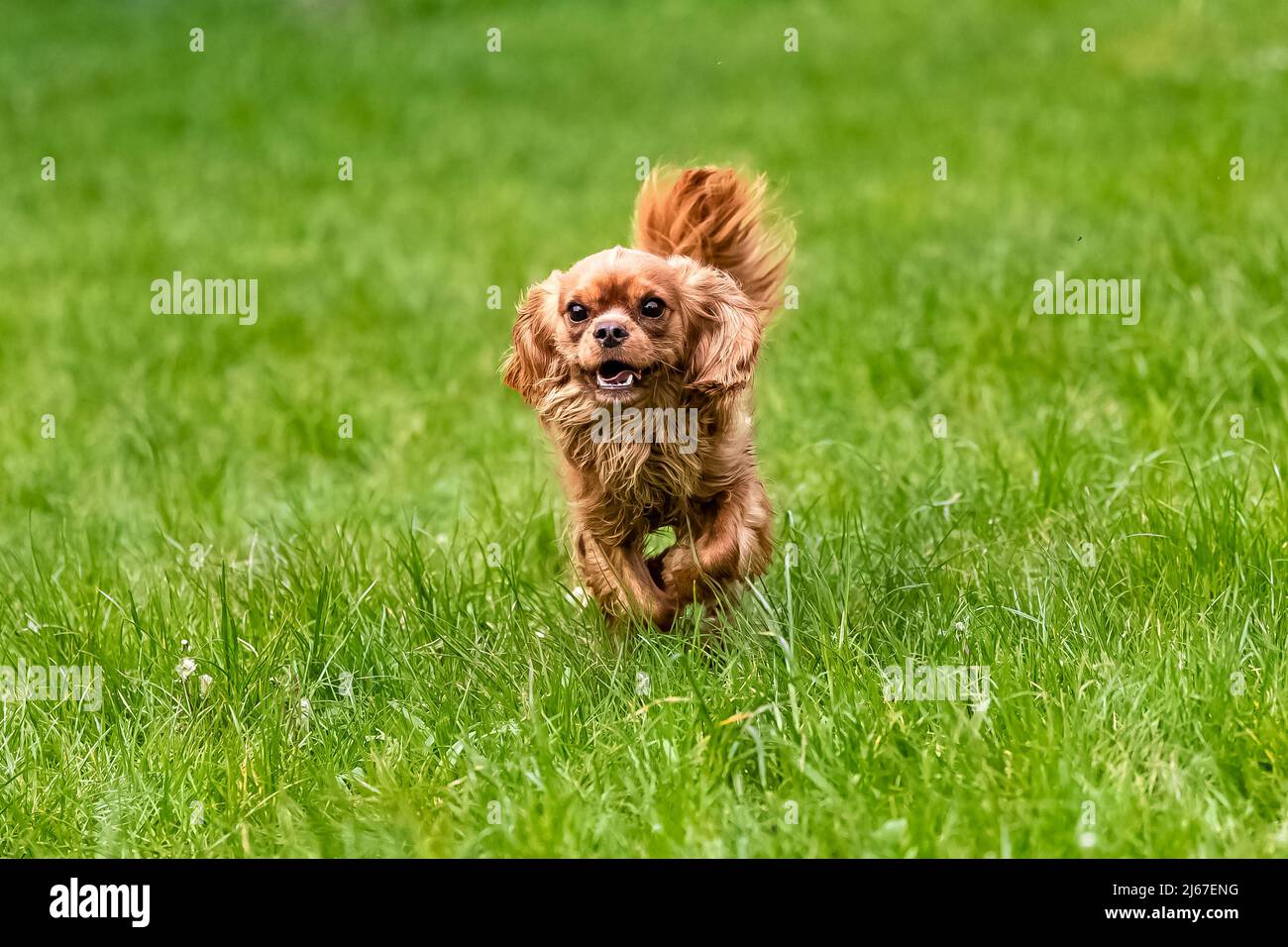 Un chien cavalier roi charles, un chiot rubis courant dans la nature Banque D'Images
