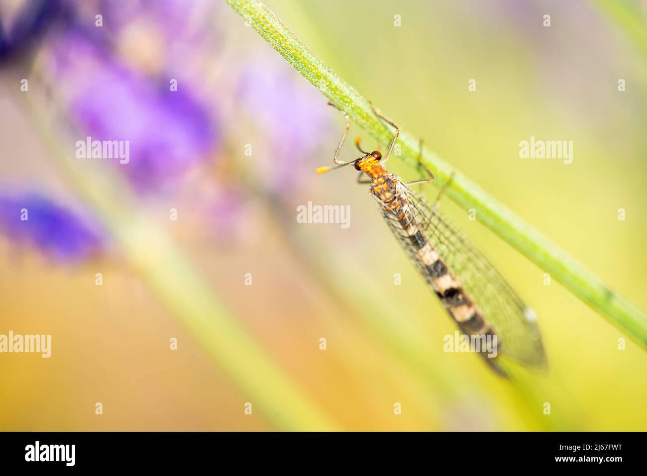 Megistopus flavicornis, un antilion appartenant à la famille des Myrmeleontidae Banque D'Images