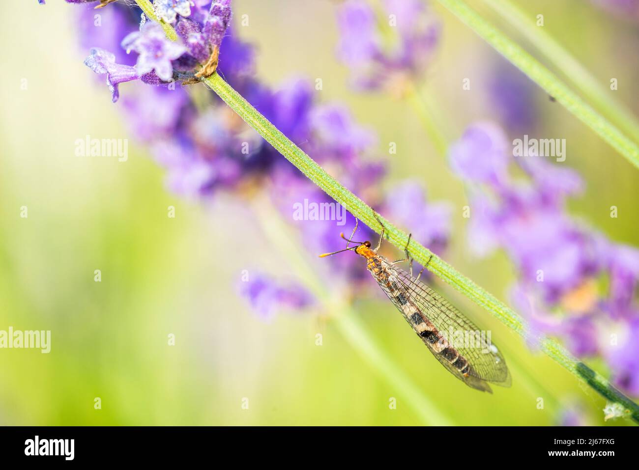 Megistopus flavicornis, un antilion appartenant à la famille des Myrmeleontidae Banque D'Images