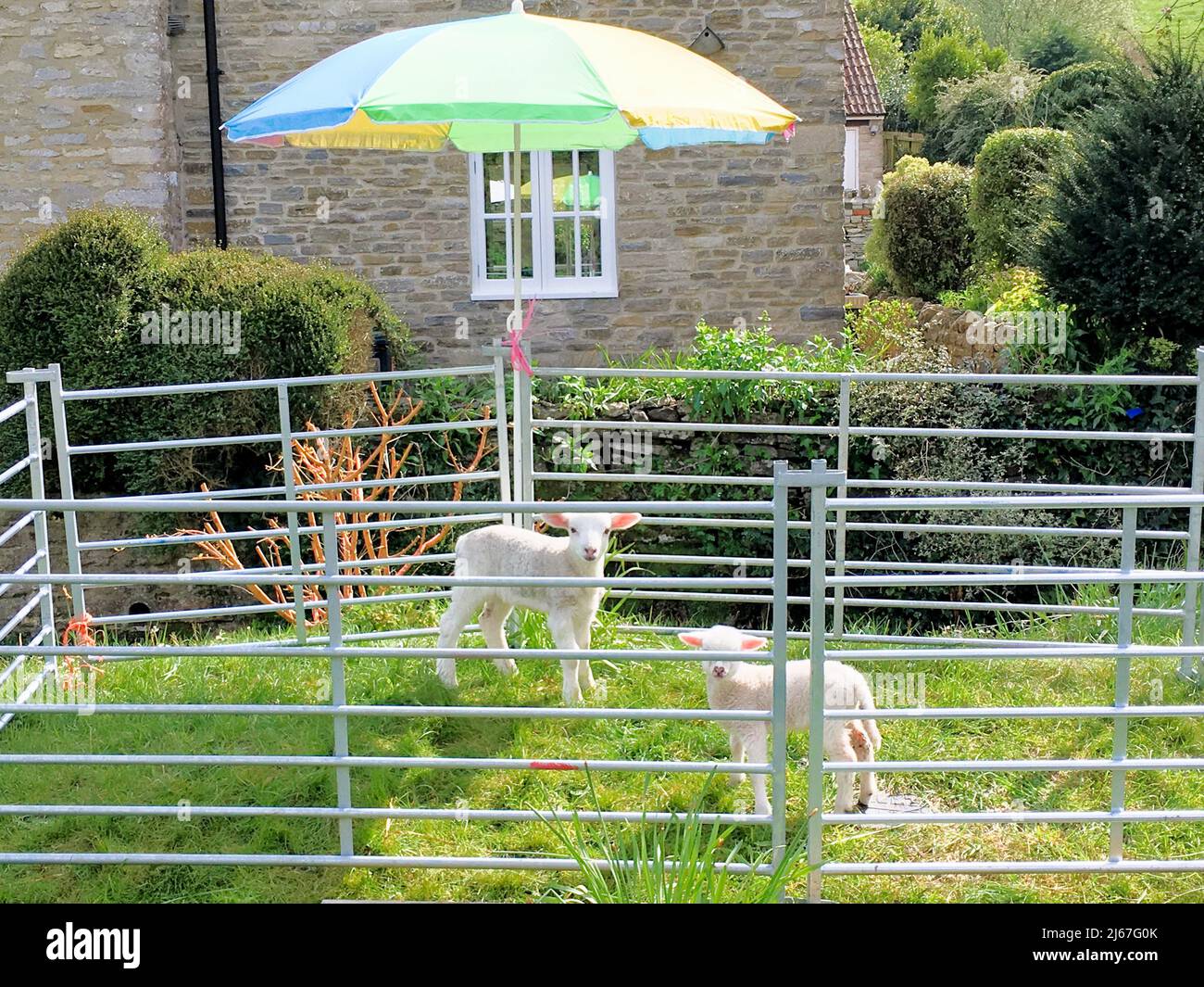Martinstown, Royaume-Uni. 28th avril 2022. Météo Royaume-Uni. Les agneaux de printemps sont en face d'un cottage de chaume à Martinstown, près de Poundbury. Crédit : stuart fretwell/ Alay Live News Banque D'Images