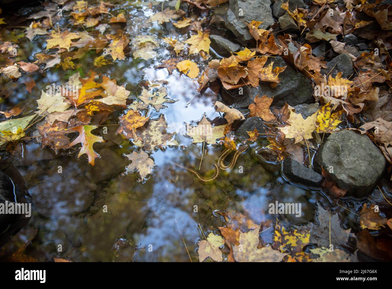 Serpent garter de Pennsylvanie thamnophis sirtalis dans un beau ruisseau forestier d'automne avec des feuilles jaune vif. Sa tête dépasse si l'eau. Beautif Banque D'Images