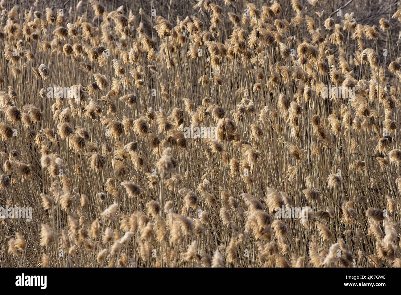 Un tas de mauvaises herbes jaunes rétroéclairées dans le nord de l'Idaho. Banque D'Images