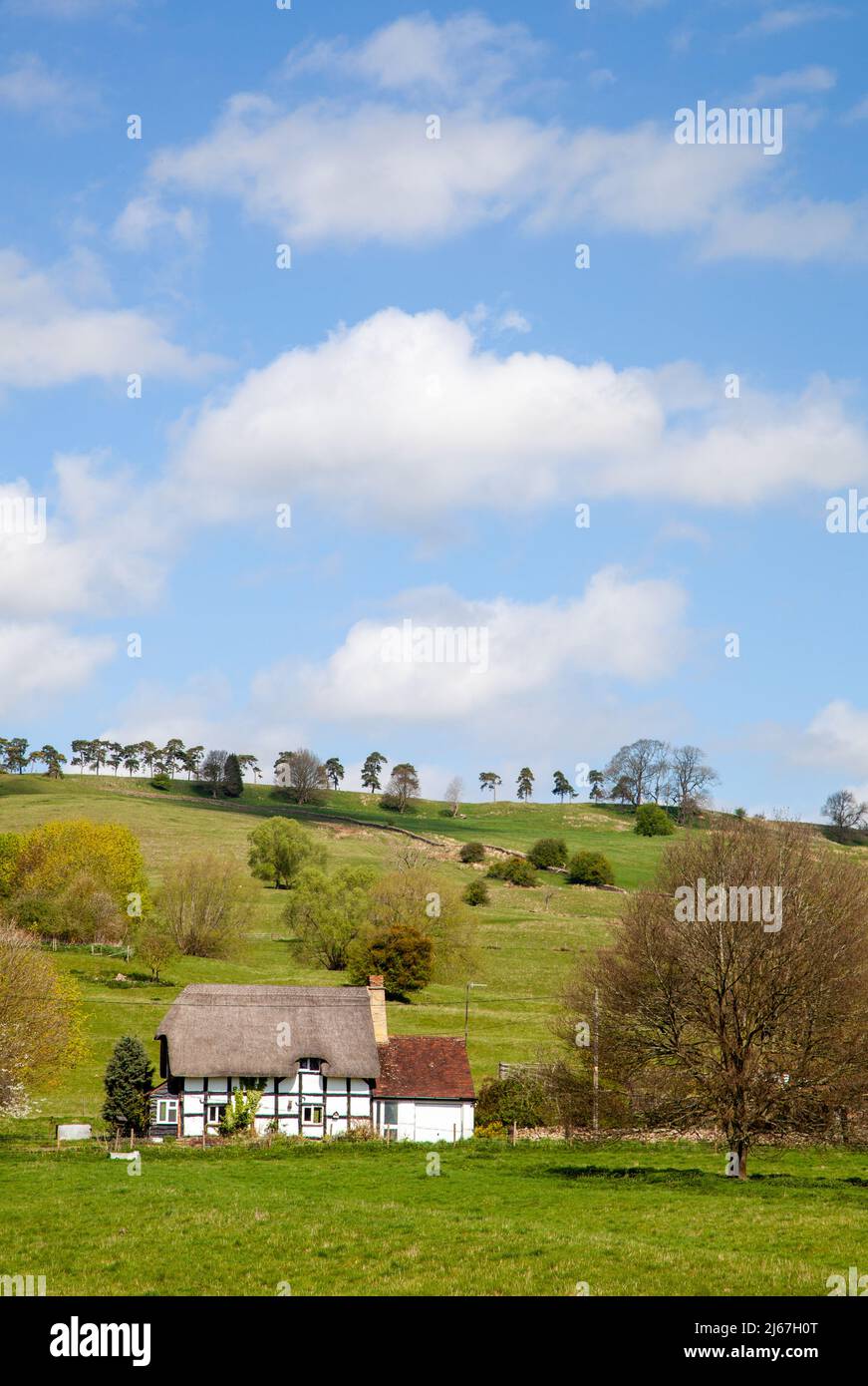Maison de campagne de chaume noir et blanc à colombages de moitié dans le hameau de Grafton, au-dessous des collines de Bredon Worcestershire Angleterre Banque D'Images