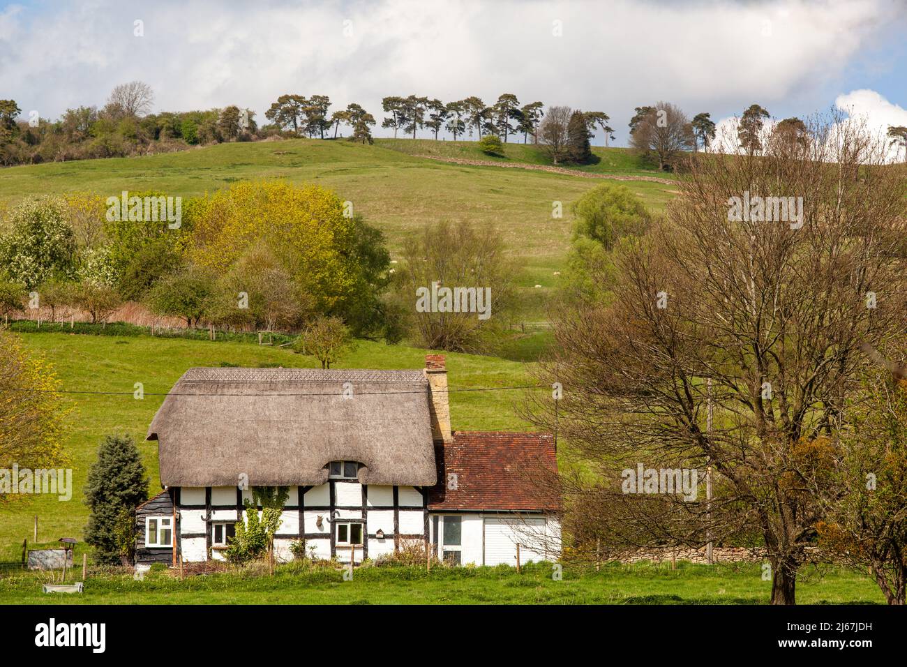 Maison de campagne de chaume noir et blanc à colombages dans le hameau de Grafton, au-dessous des collines de Bredon Worcestershire Angleterre Banque D'Images