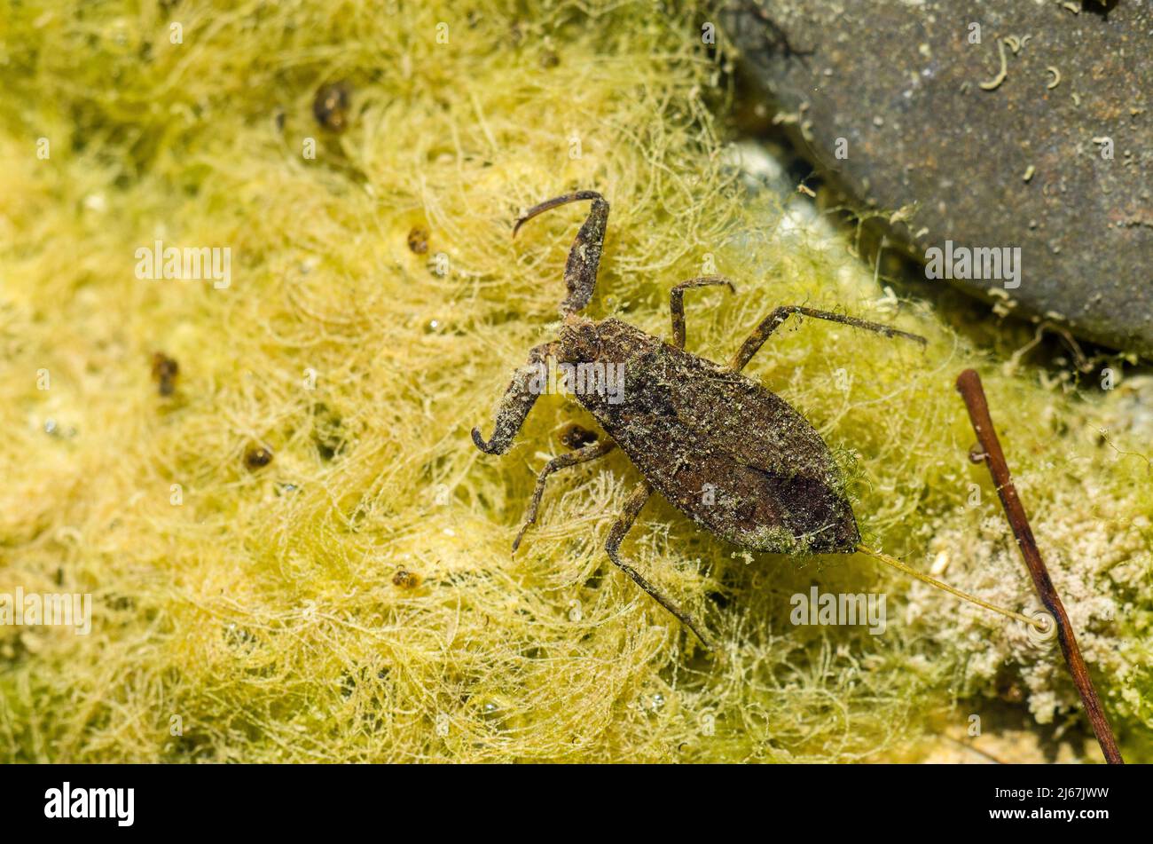 NEPA cinerea est une espèce de scorpion d'eau (Nepidae), présente dans la plupart des pays d'Europe. Banque D'Images