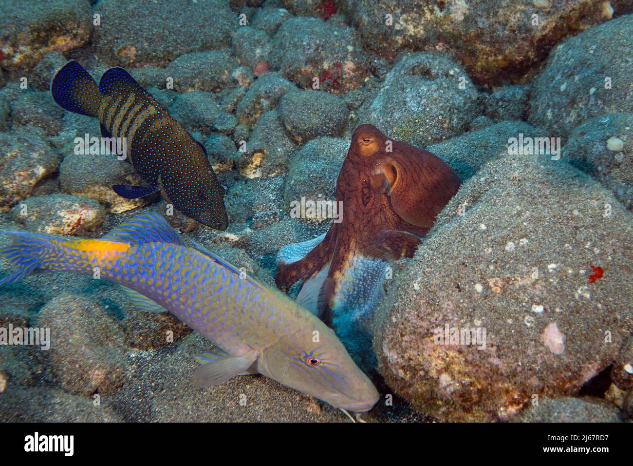 Coalition de chasse de goatfish bleu ou de goatfish jaune, Paruceneus cyclostomus, le mérou de paon, et le pieuvre de jour, Kona, Hawaï, États-Unis Banque D'Images