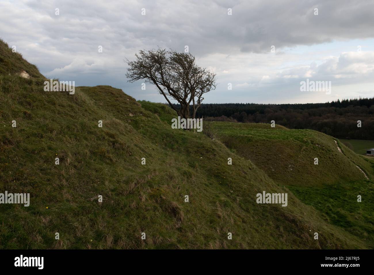 Lone Tree sur CLEY Hill, Wiltshire, Angleterre, Royaume-Uni Banque D'Images