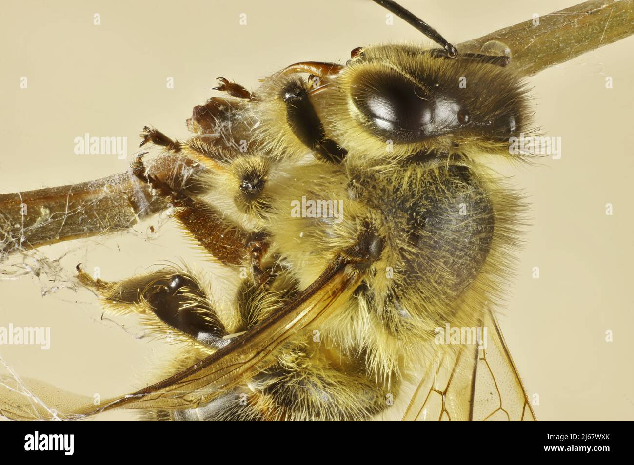 Vue super macro de Western Honey Bee (APIs mellifera) attrapé dans le web araignée Banque D'Images