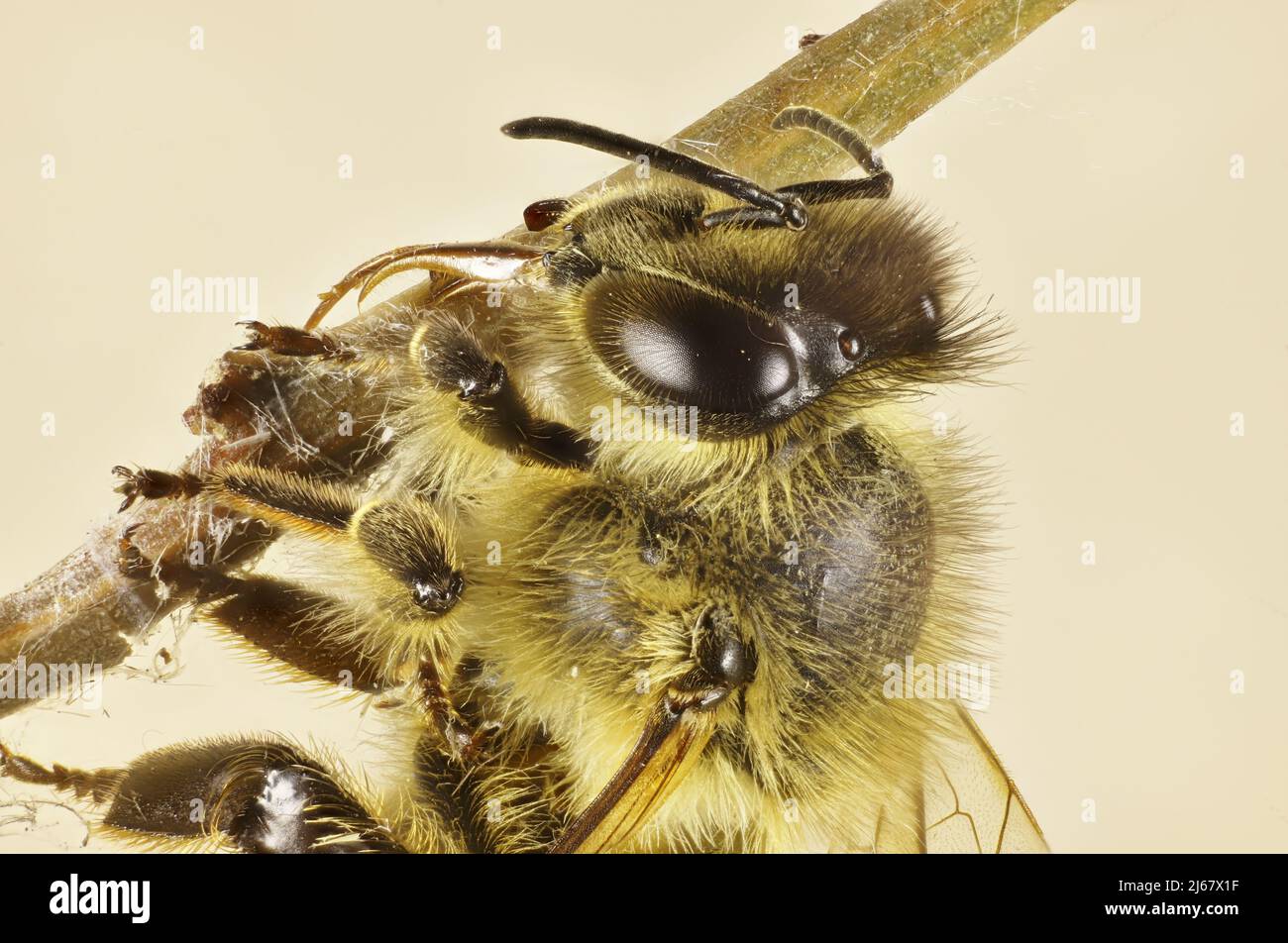 Vue super macro de Western Honey Bee (APIs mellifera) attrapé dans le web araignée Banque D'Images